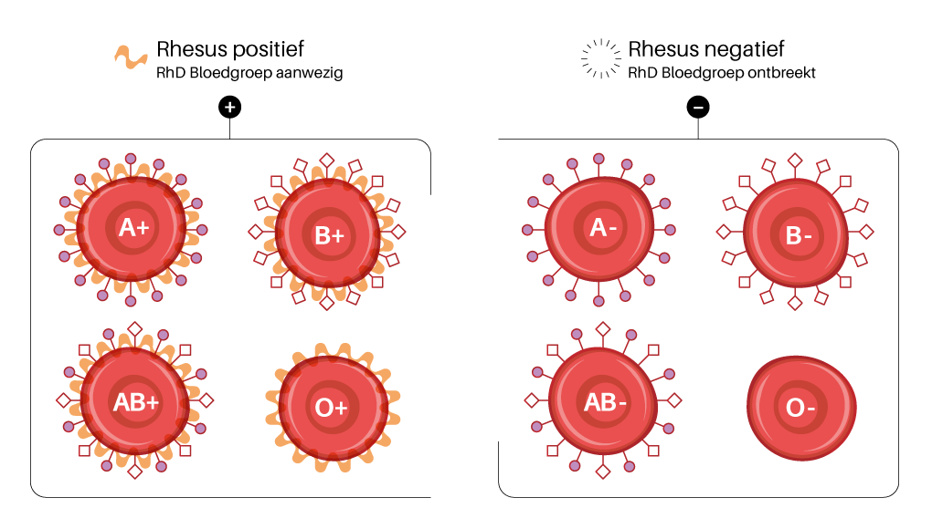 Wat Is Een Rhesusfactor? | Sanquin